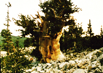 The Oldest Tree The Oldest Tree